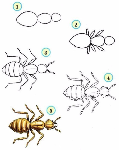 Учимся рисовать насекомых с детьми