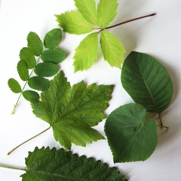 Рисуем в технике «фроттаж» Рисуем в технике «фроттаж»