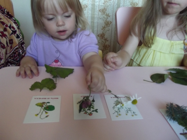 Изучаем деревья и цветы . Изучаем деревья и цветы .