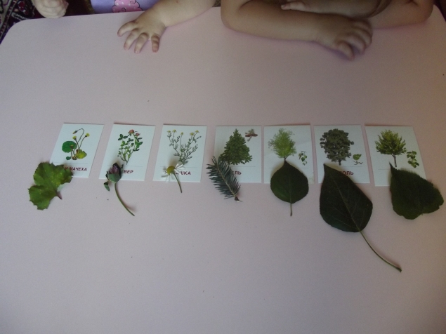 Изучаем деревья и цветы . Изучаем деревья и цветы .