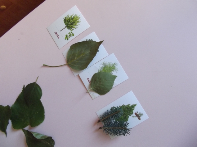 Изучаем деревья и цветы . Изучаем деревья и цветы .