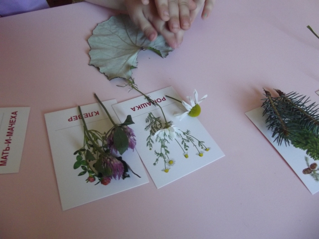 Изучаем деревья и цветы . Изучаем деревья и цветы .