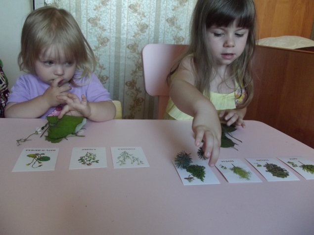 Изучаем деревья и цветы . Изучаем деревья и цветы .