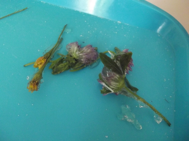 Цветы в желе ! Цветы в желе !