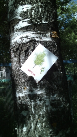 Как мы выучили деревья - цветы и собрали гербарий . Как мы выучили деревья - цветы и собрали гербарий .