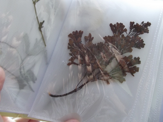 Как мы выучили деревья - цветы и собрали гербарий . Как мы выучили деревья - цветы и собрали гербарий .