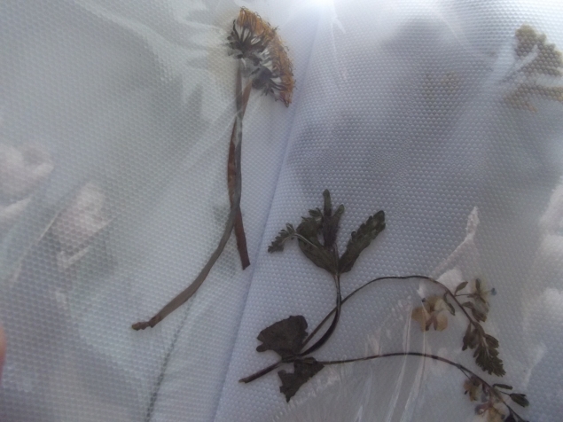 Как мы выучили деревья - цветы и собрали гербарий . Как мы выучили деревья - цветы и собрали гербарий .