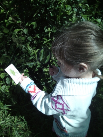 Как мы выучили деревья - цветы и собрали гербарий . Как мы выучили деревья - цветы и собрали гербарий .