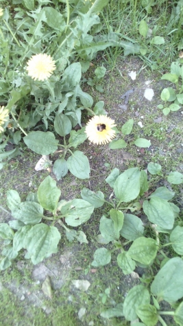 Как мы выучили деревья - цветы и собрали гербарий . Как мы выучили деревья - цветы и собрали гербарий .