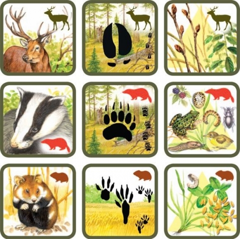 Игра " Где чей след и кто что ест ".