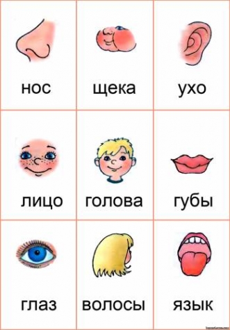 Изучаем тело человека .