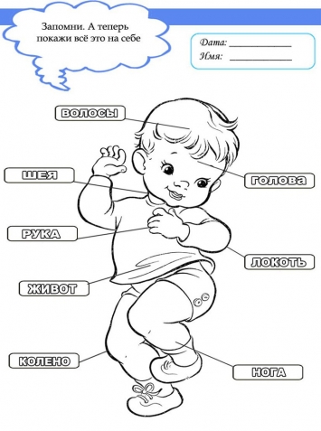 Изучаем тело человека .