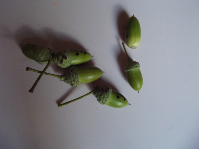 Оживляем желуди !