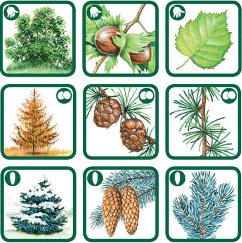 Деревья для малышей .