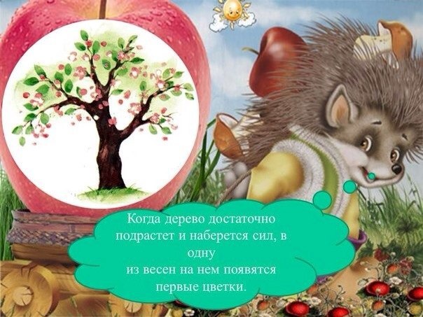 Как развивается яблоня ? Как развивается яблоня ?