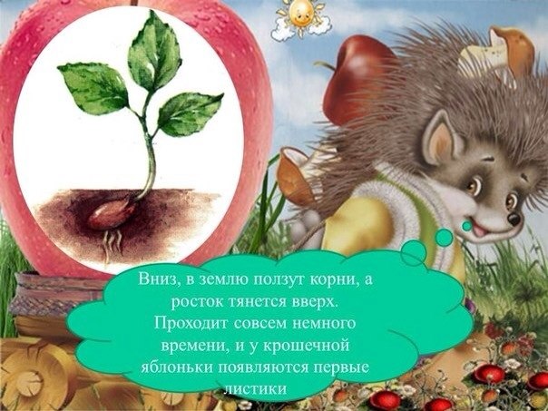 Как развивается яблоня ? Как развивается яблоня ?