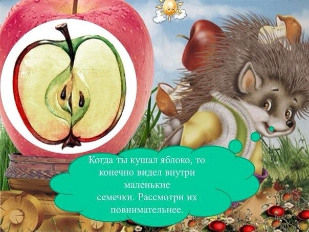 Как развивается яблоня ? Как развивается яблоня ?