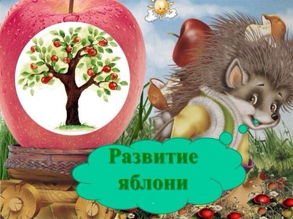 Как развивается яблоня ? Как развивается яблоня ?