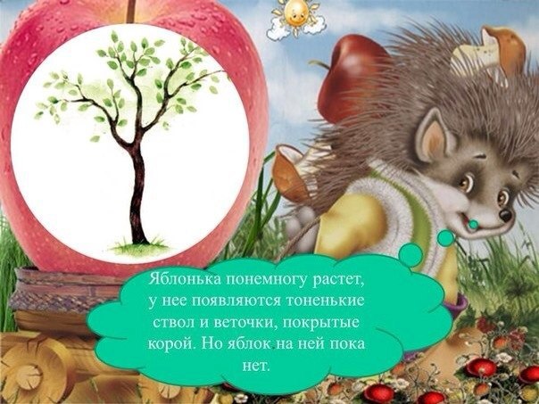 Как развивается яблоня ? Как развивается яблоня ?