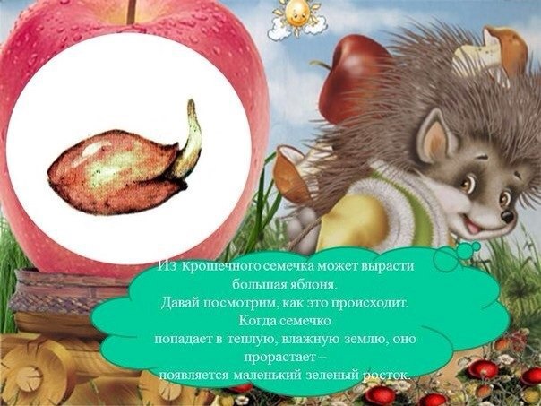 Как развивается яблоня ? Как развивается яблоня ?