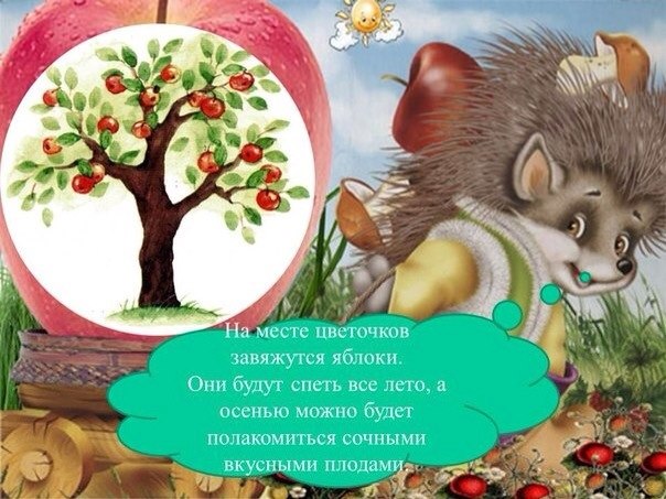 Как развивается яблоня ? Как развивается яблоня ?