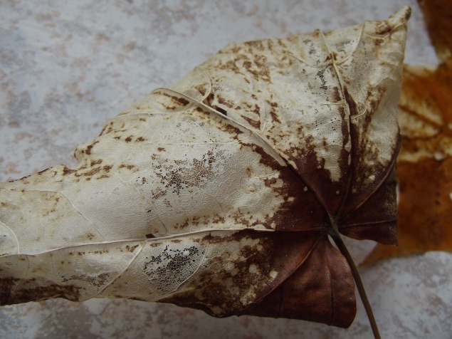 Скелет листа . Скелет листа .