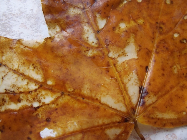 Скелет листа . Скелет листа .