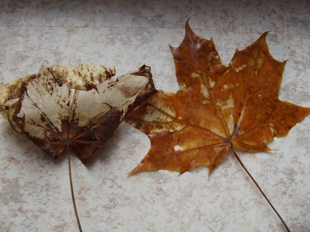 Скелет листа . Скелет листа .