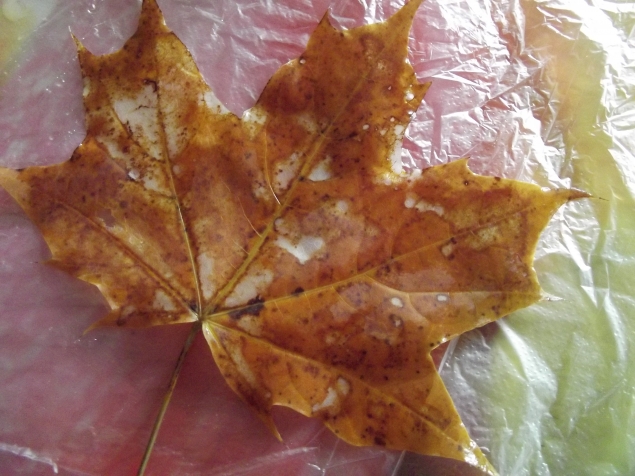 Скелет листа . Скелет листа .