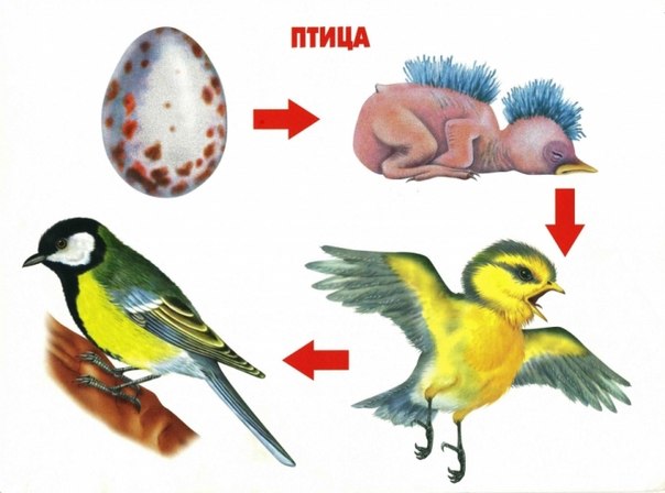 Цикл жизни .