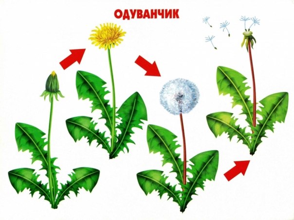 Цикл жизни .