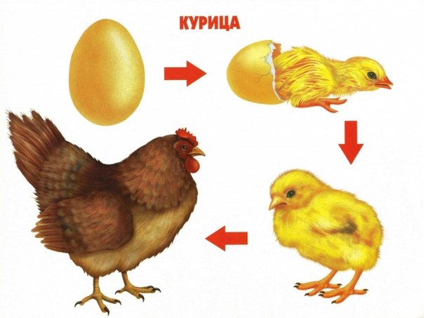 Цикл жизни .