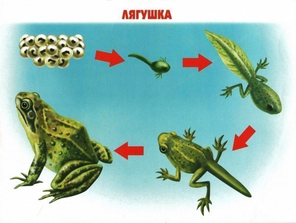 Цикл жизни .