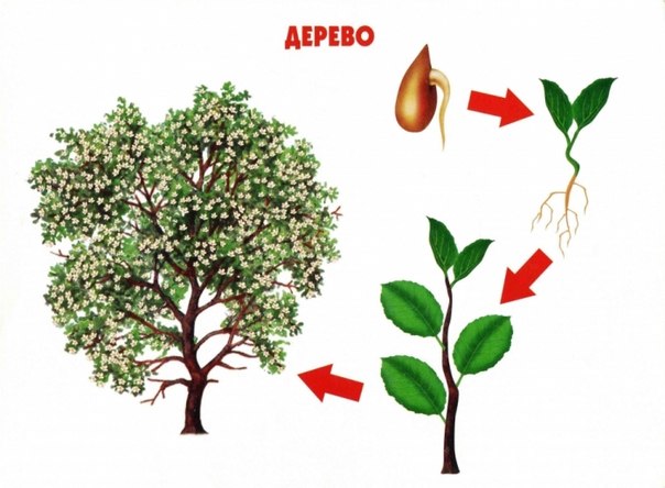 Цикл жизни .