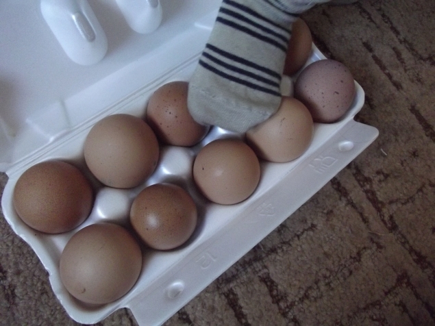 Опыт с яйцами !