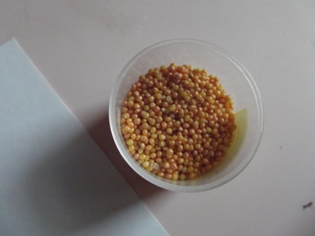 Елка из крупы . Елка из крупы .