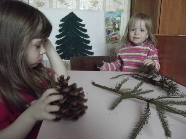 Изучаем хвойные деревья . Изучаем хвойные деревья .