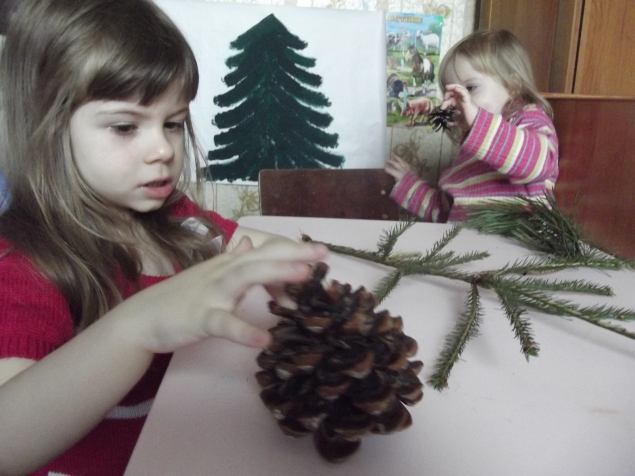 Изучаем хвойные деревья . Изучаем хвойные деревья .