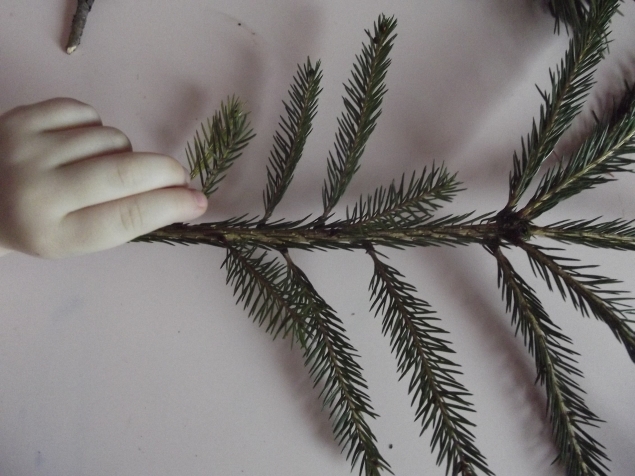 Изучаем хвойные деревья . Изучаем хвойные деревья .