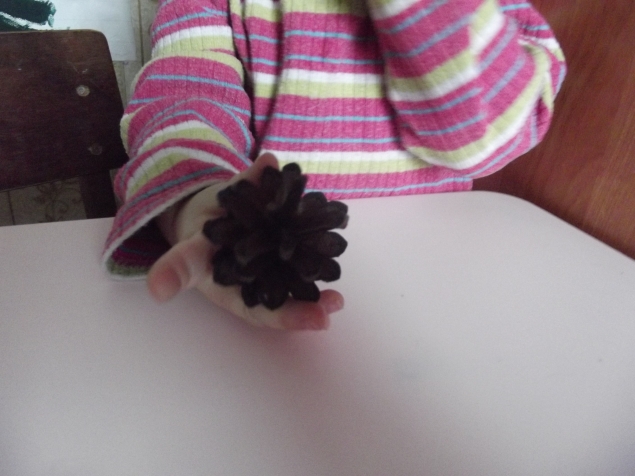 Изучаем хвойные деревья . Изучаем хвойные деревья .