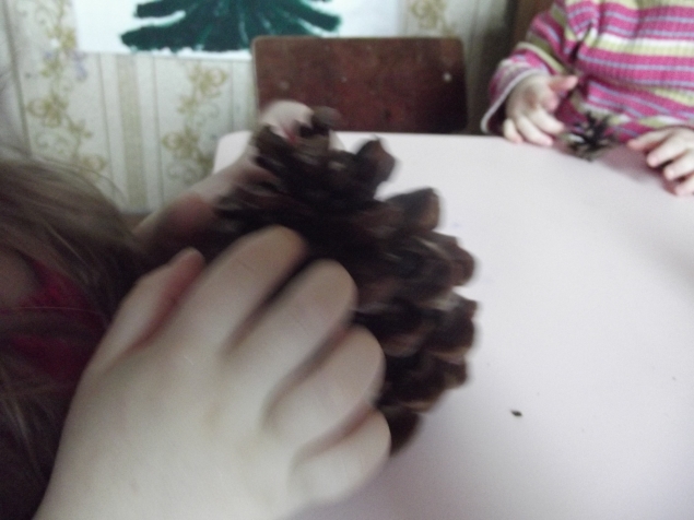 Изучаем хвойные деревья . Изучаем хвойные деревья .