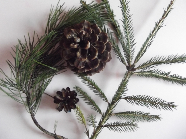 Изучаем хвойные деревья . Изучаем хвойные деревья .