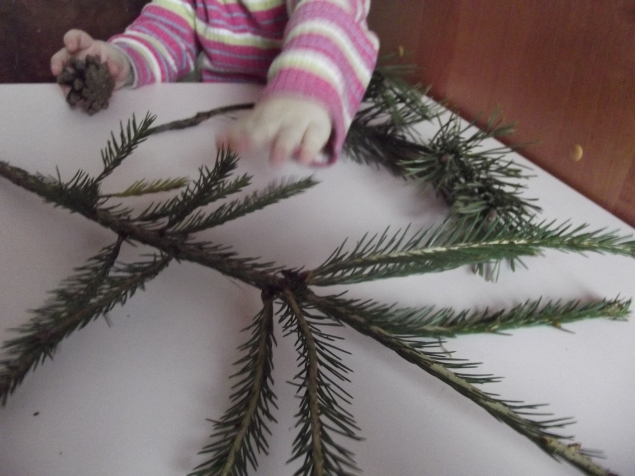 Изучаем хвойные деревья . Изучаем хвойные деревья .