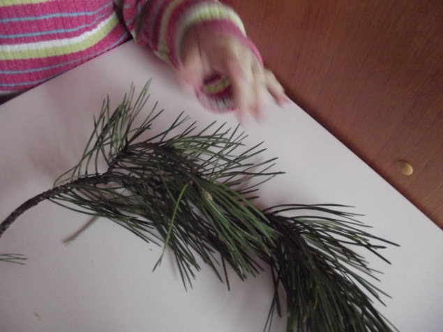 Изучаем хвойные деревья . Изучаем хвойные деревья .