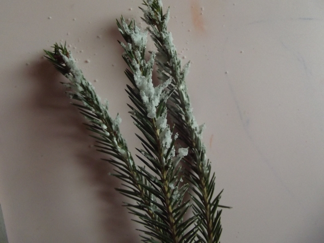 Елка в снегу . Елка в снегу .