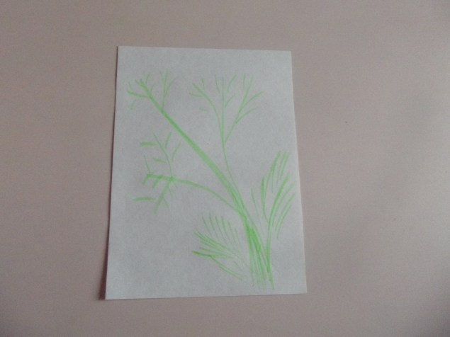 Мимоза . Мимоза .