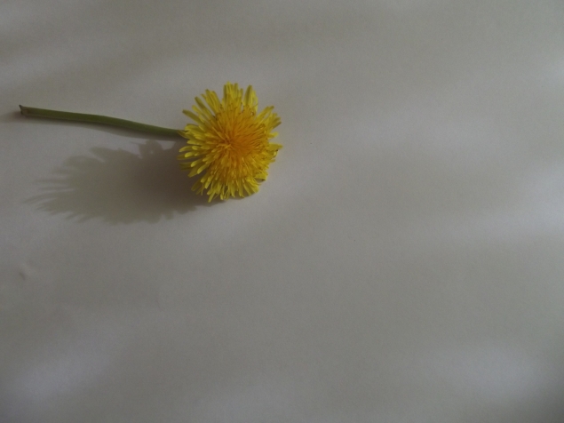 Картина одуванчиком .