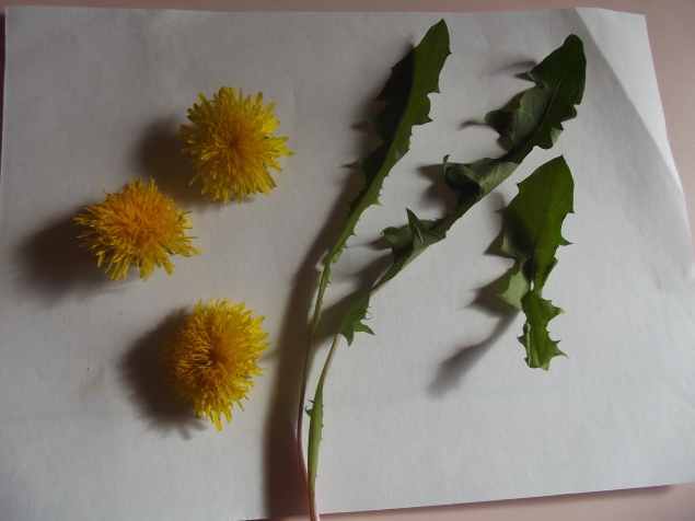 Рисование листьями и цветами . Рисование листьями и цветами .