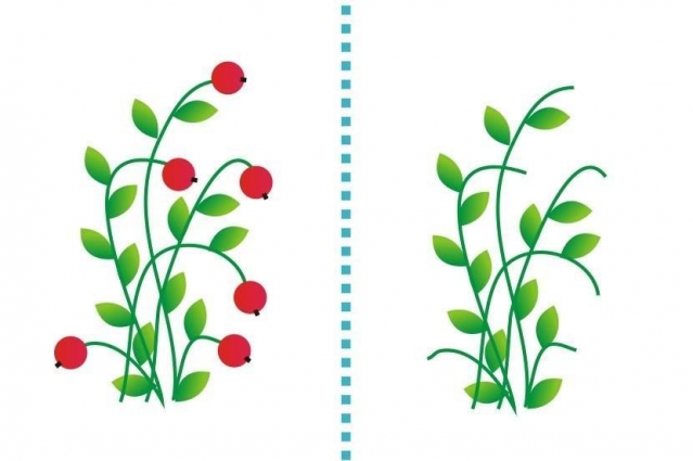 Рисуем пальчиками Рисуем пальчиками