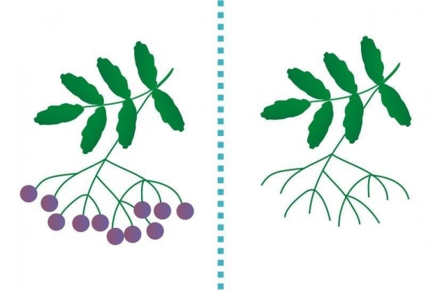 Рисуем пальчиками Рисуем пальчиками